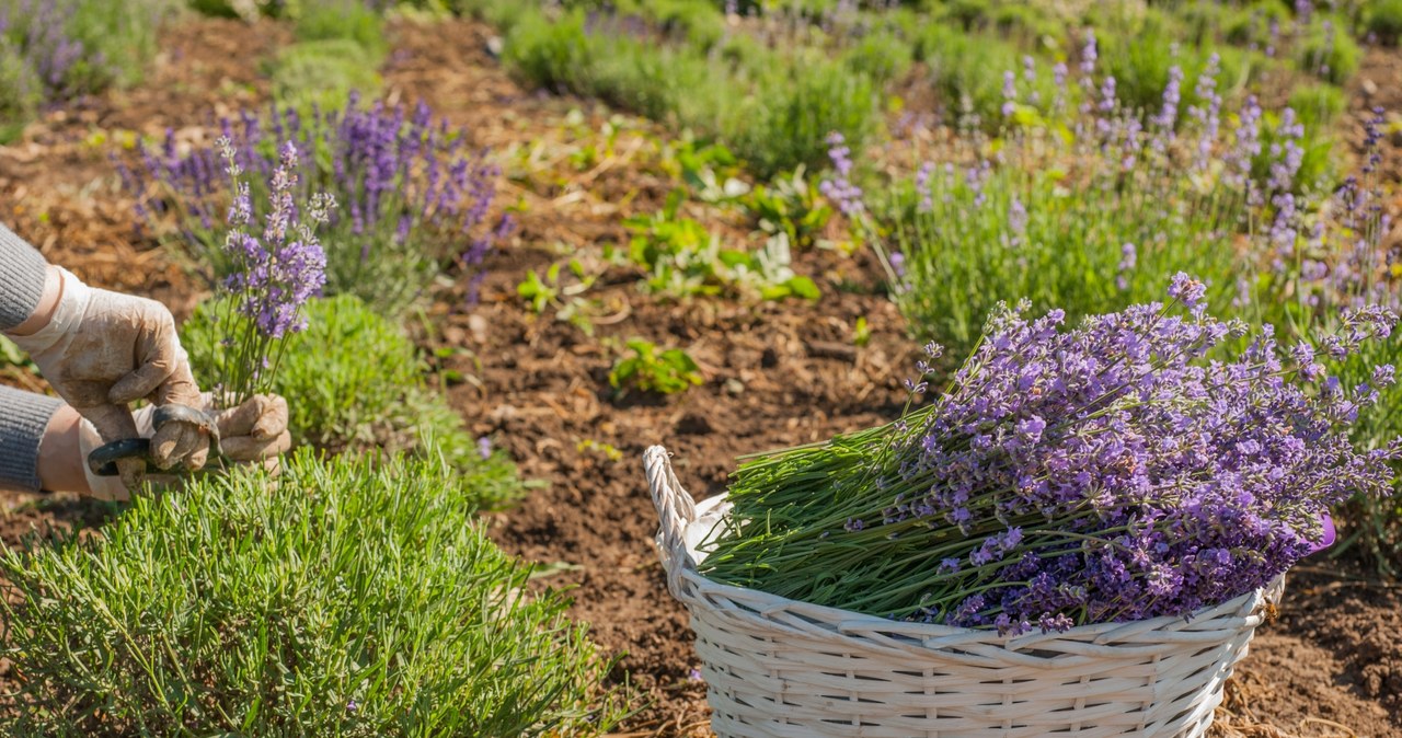 Lavender will affect our digestive system /123RF /PICSEL