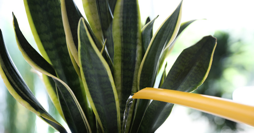 Sansewieria is one of the most durable pot plants
