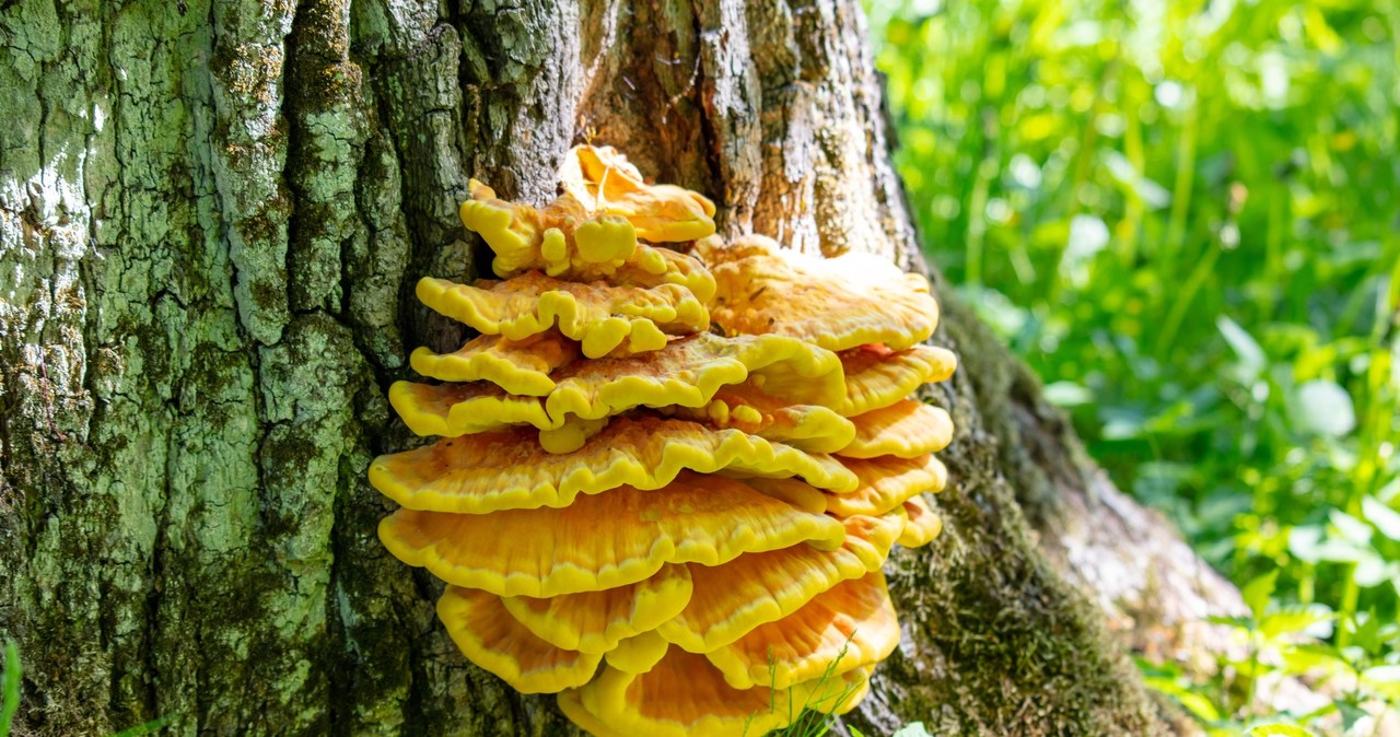 Sulfur yellow is covered with deciduous trees