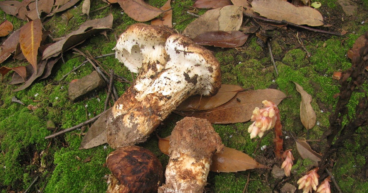 Sosnowa geese is one of the most desirable and expensive mushrooms in the world. /AK ccm /wikimedia