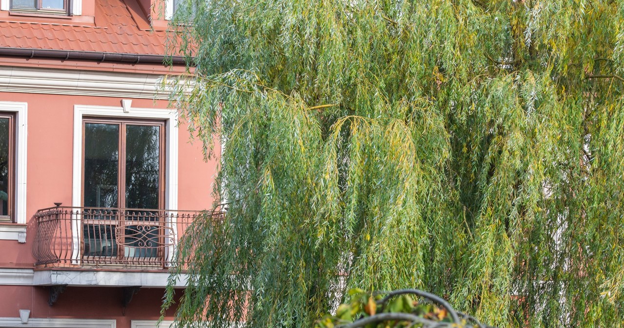 Wierzba was considered a tree that brought bad luck.