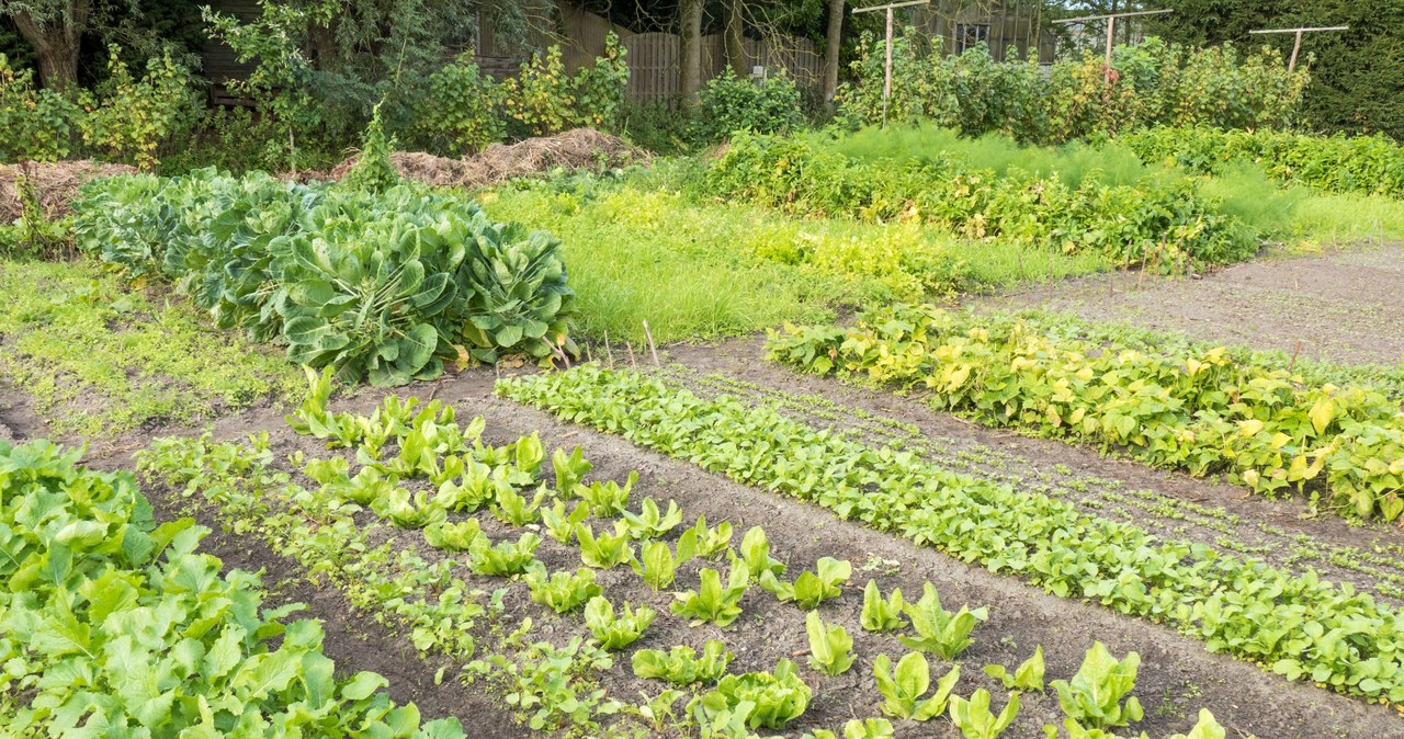 August is a good time for sowing of cropping vegetables /123RF /PICSEL
