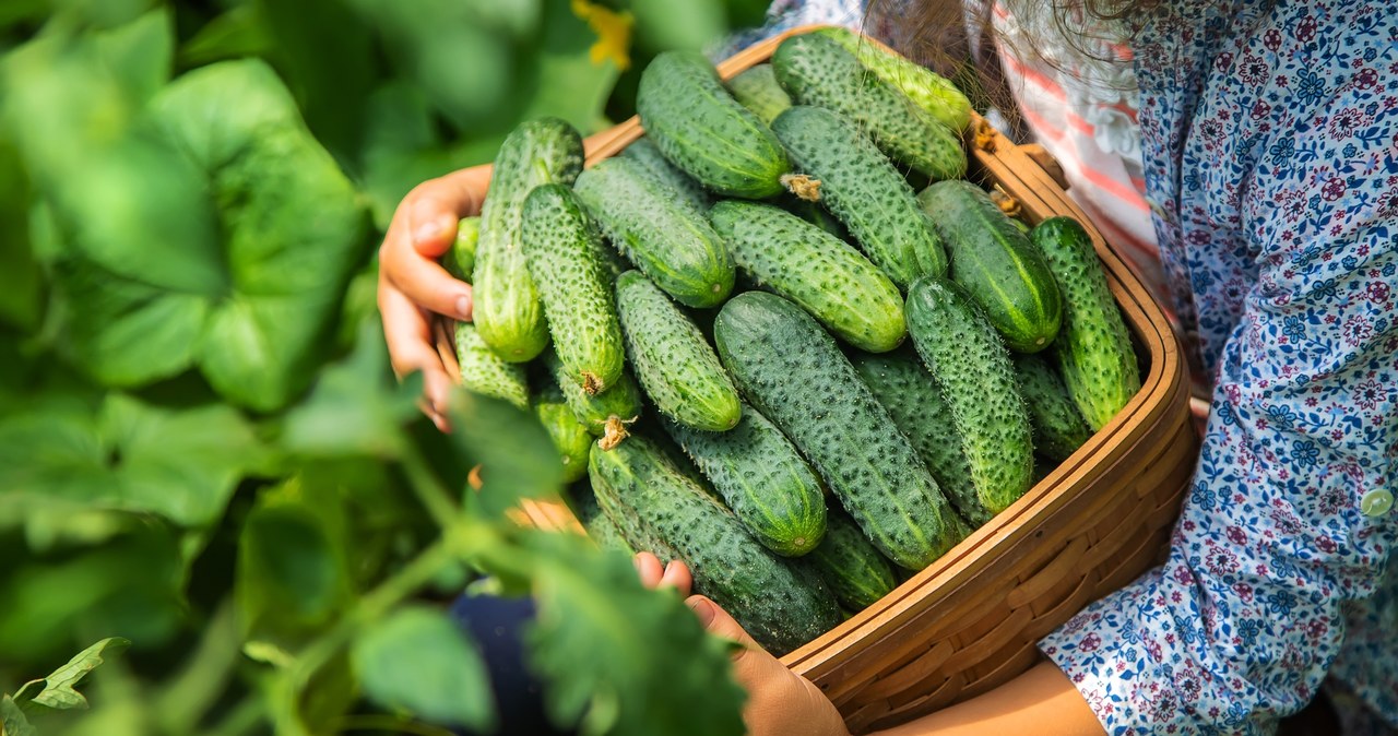 By using these natural fertilizers, you will collect cucumbers with buckets. /123RF/PICSEL