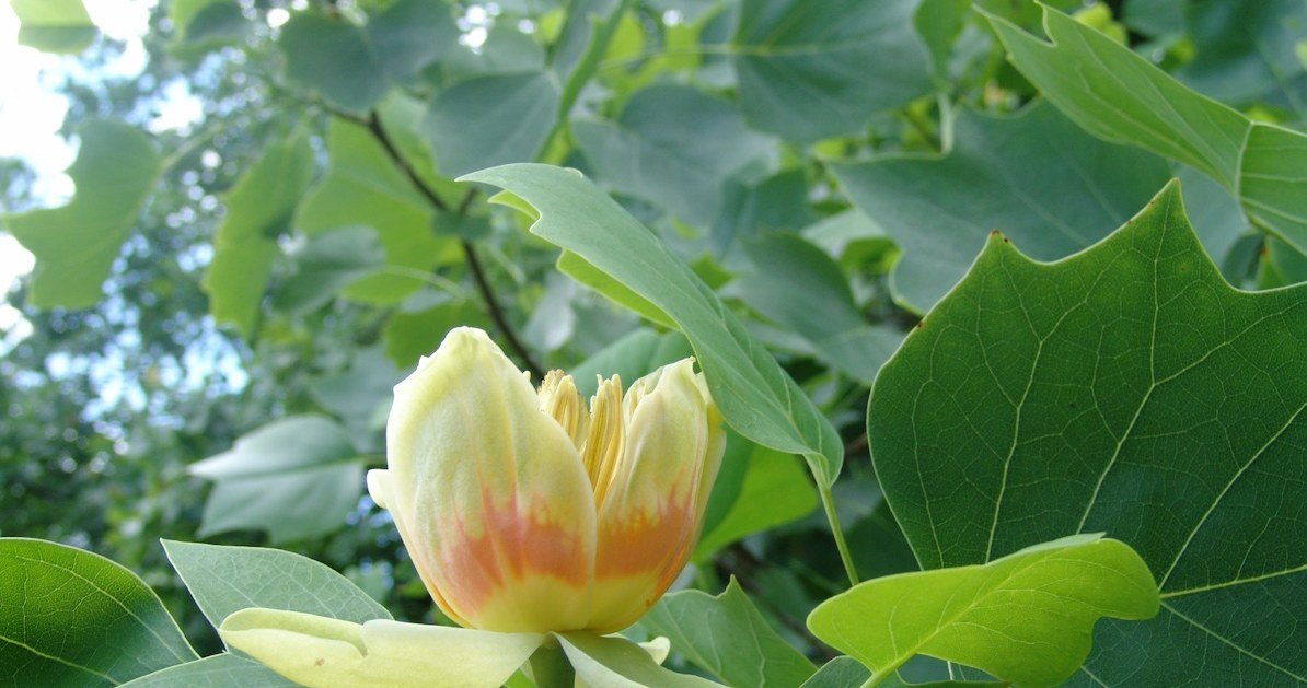The American tulip is growing rapidly, and in a flowering period impresses with flowers /123RF /PICSEL