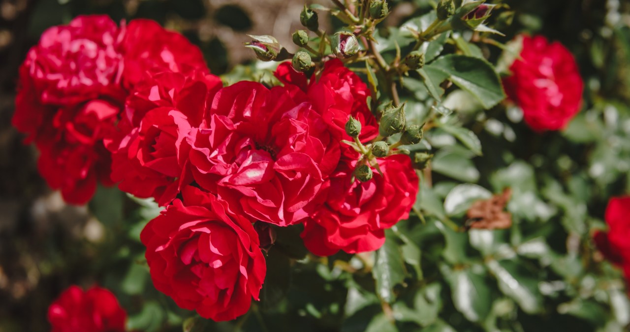 Roses are photophilous plants, flowering in the shade will be weak, and the buds may fall before they develop. /Photomalinka333 /123RF /PICSEL