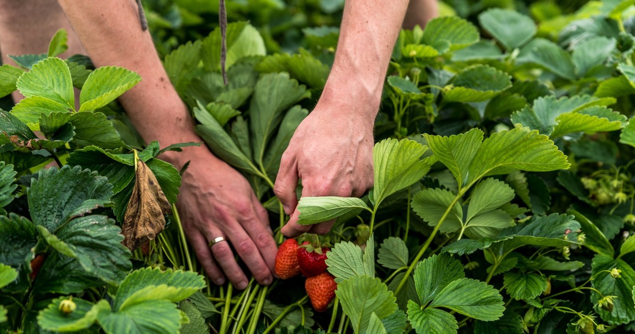 Removing runways will make us collect abundant crops next year