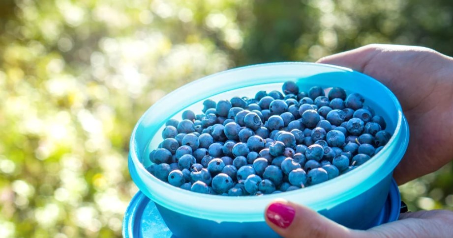 The blueberry season is in full swing, so you should draw as much as possible from it and prepare a insanely tasty cake with them.