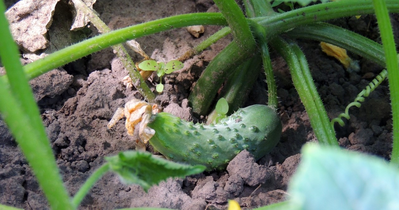 Magnesium sulfate is a real ally in the fight for healthy and fertile cucumbers. /123RF/PICSEL