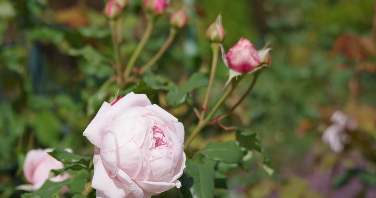 Spraying with neem oil will protect our roses from black spotted /123RF /PICSEL