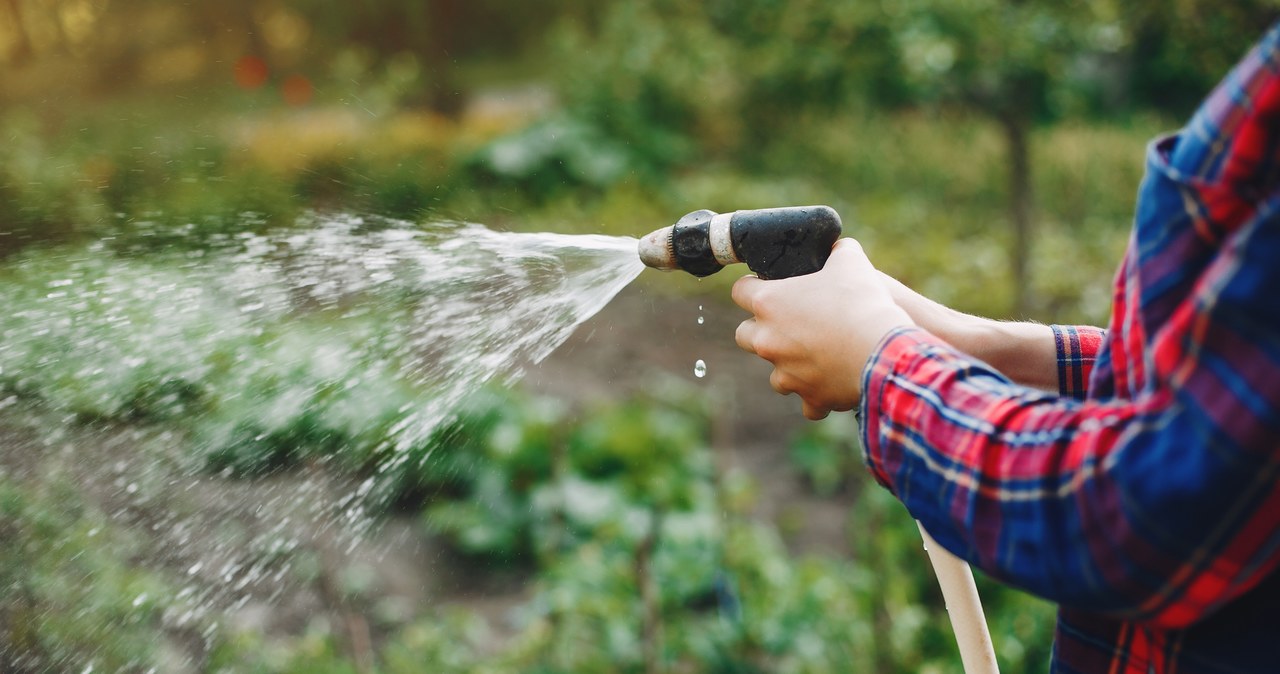 One of the most common mistakes is pouring cucumbers on the leaves. /123RF/PICSEL