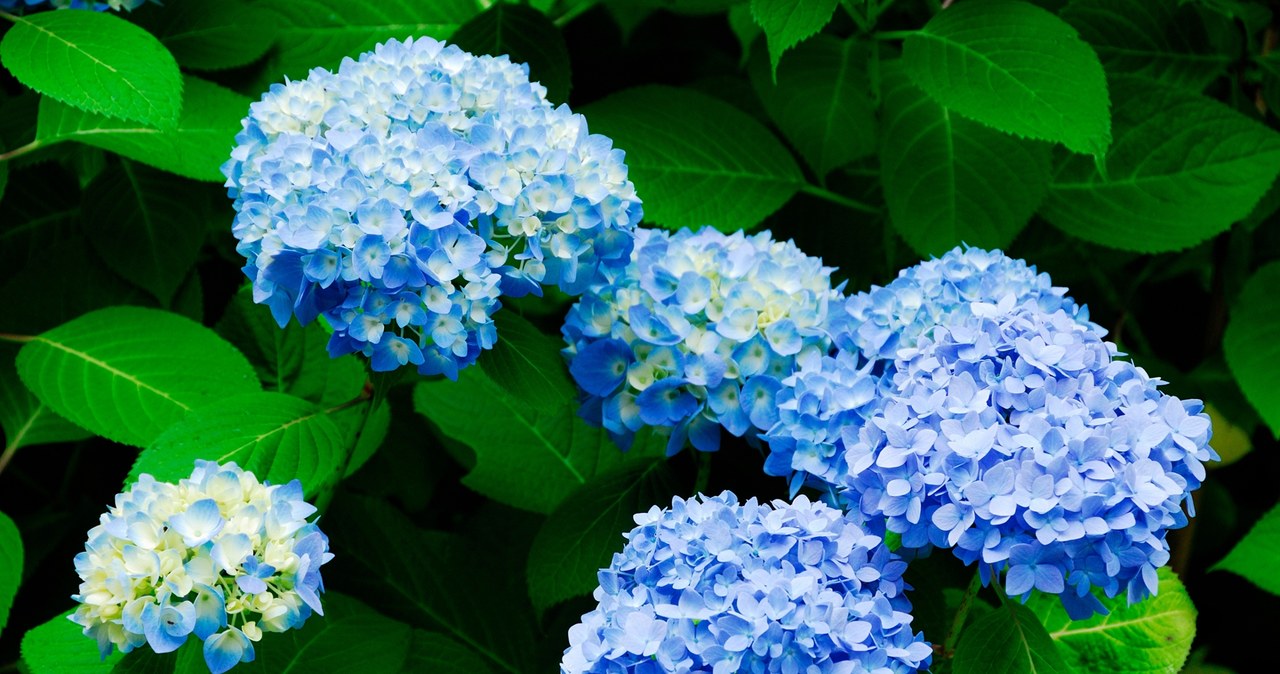 Ash from the fireplace can change the color of our hydrangeas /123RF /PICSEL
