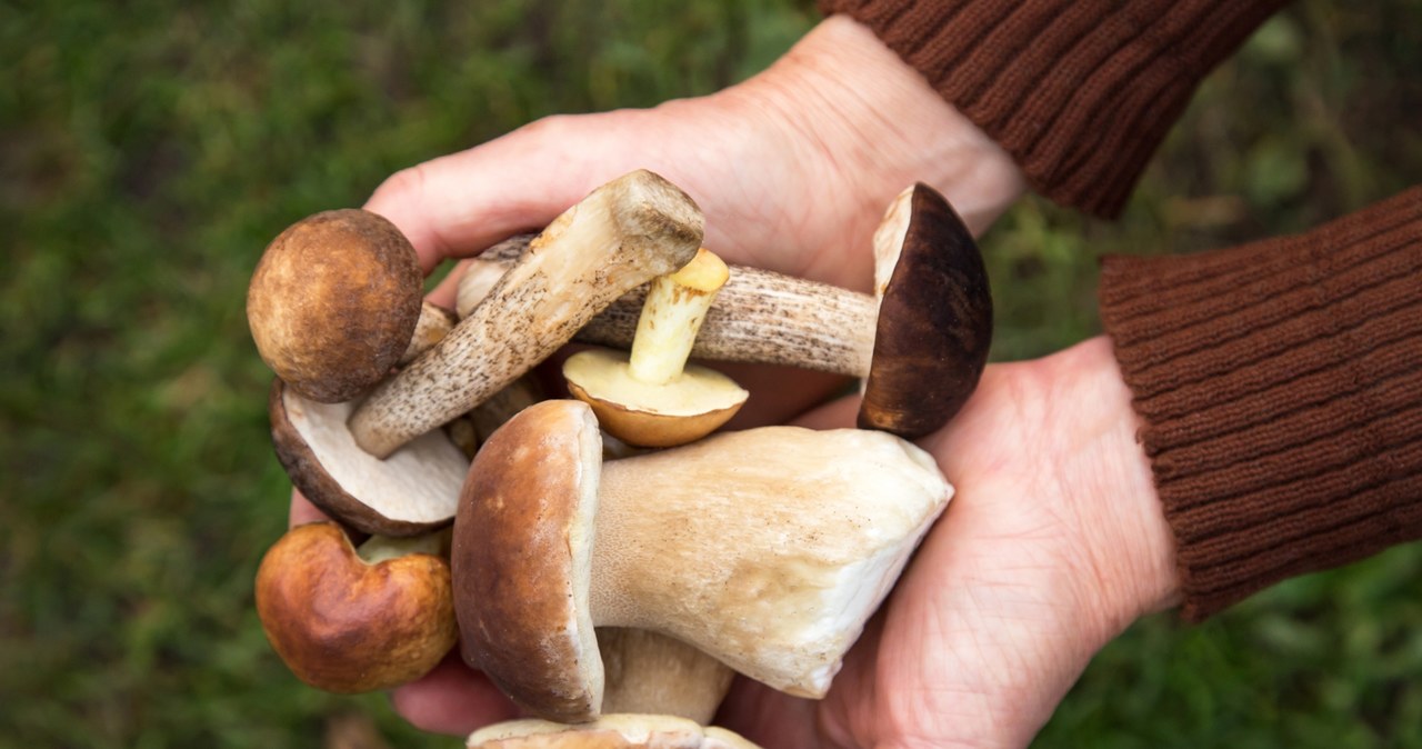 After mushrooming, it is worth preparing mushroom chops /adobestock /interia.pl