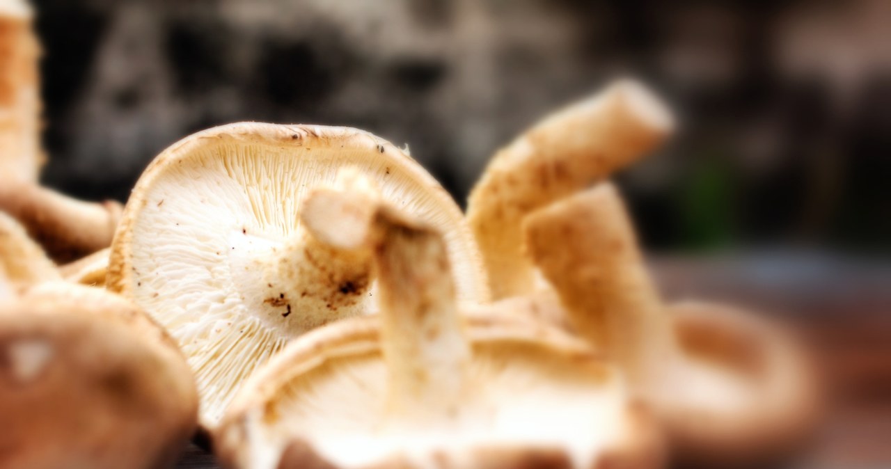 Shiitake mushrooms are considered the healthiest mushrooms in the world /123RF /PICSEL /123RF /PICSEL