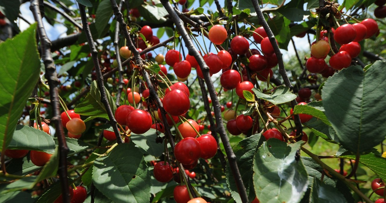 After harvesting, cut cherries /Bartosz Krupa