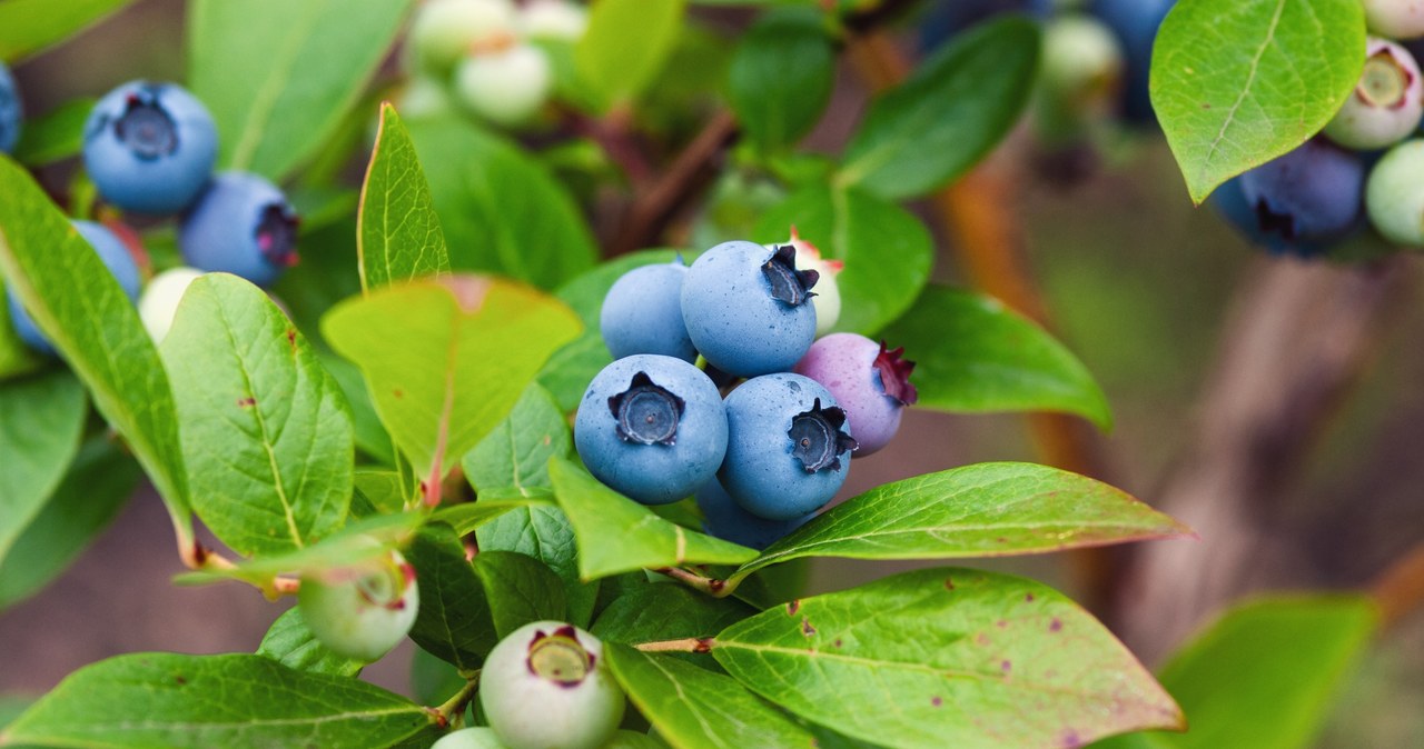 Blueberry leaves can change color due to care or illness errors