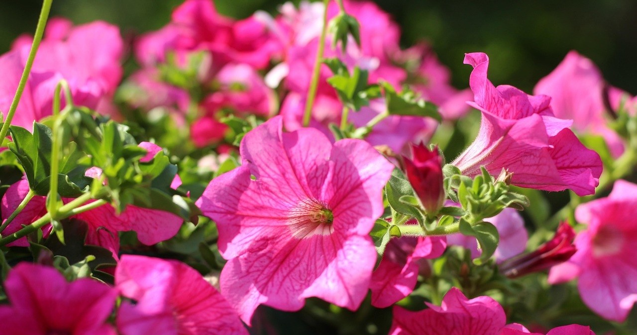 Petunia will bloom abundantly if we take care of regular removal of faded inflorescences