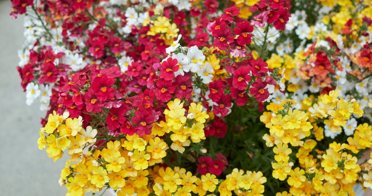 Nemesis can be sown in July in both the garden and on the balcony