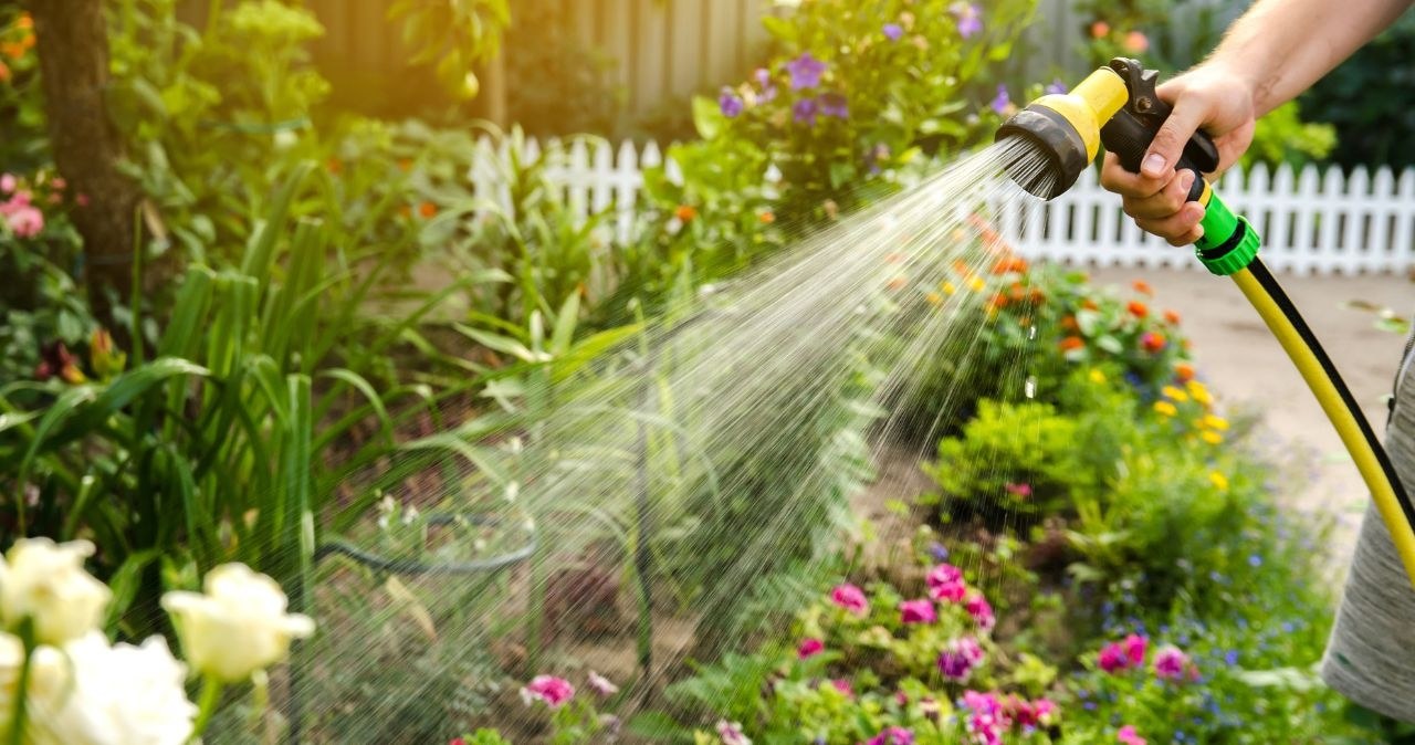In hot weather, the garden should be watered early in the morning or late in the evening /Adobestock