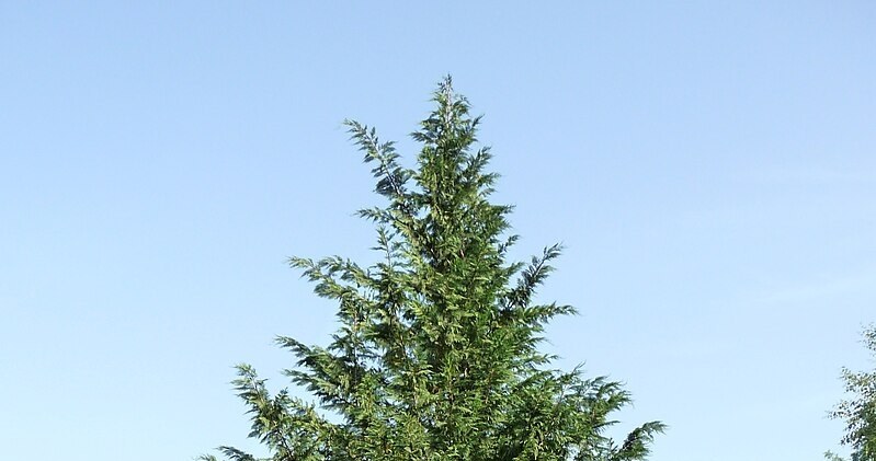 Leyland's cypress, many people willingly use it as a hedge, because they are growing quickly. /Wikimedia