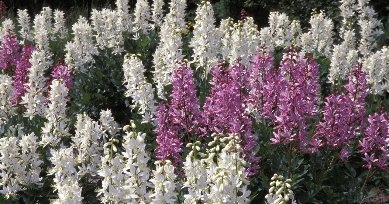 The Moses shrub impresses with magnificent, pink or white flowers with darker veins. /East News