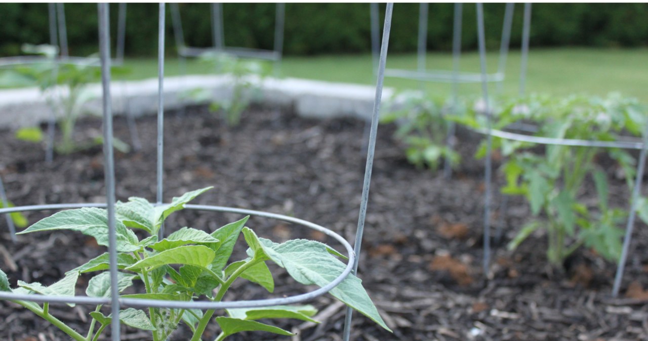 Canva / Thanks to metal cages, tomatoes will be protected against breaking / outer material