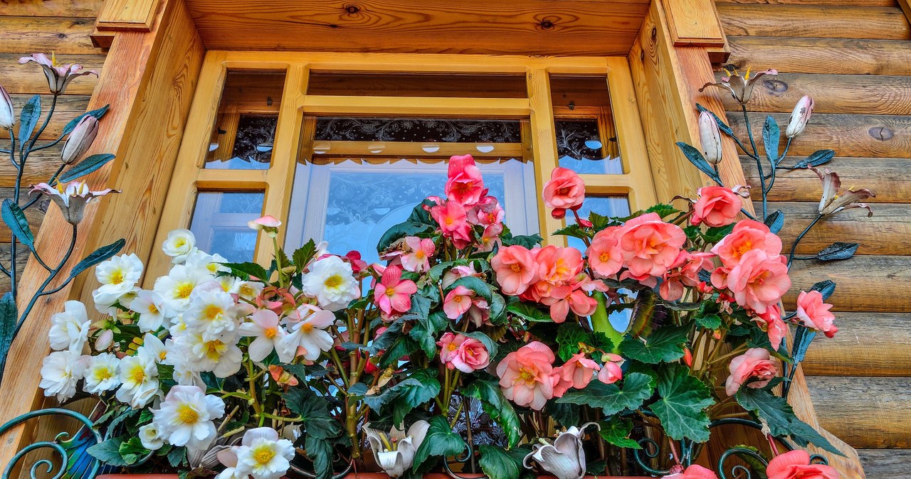 Be sure to water this begonia. Your balcony will drown in new flowers for many months