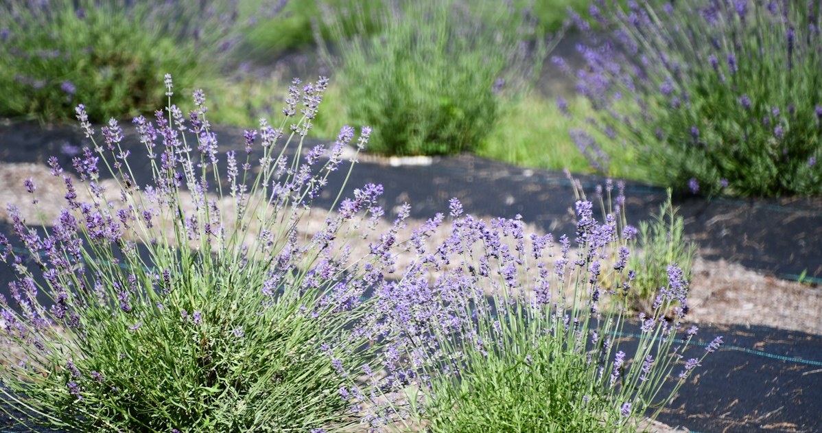 Do you cut lavender after flowering? Be careful, 1 mistake and will go to the trash