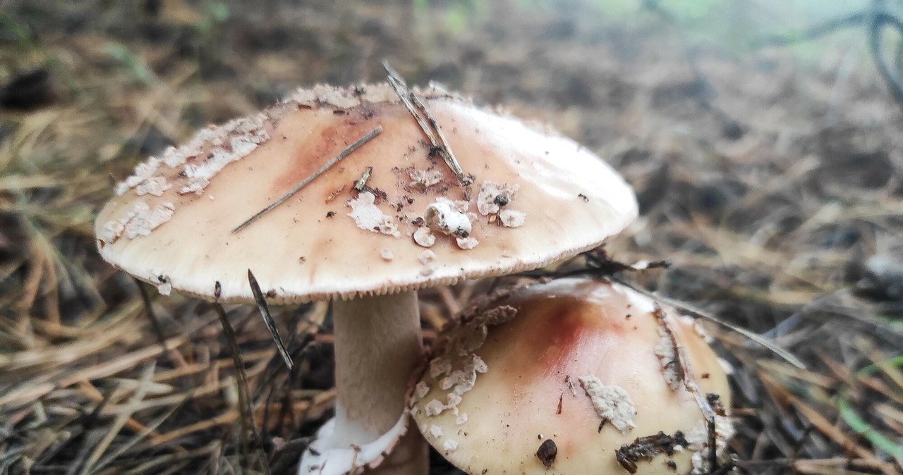 Avoid this mushroom from afar. Hardly anyone knows him and is very dangerous