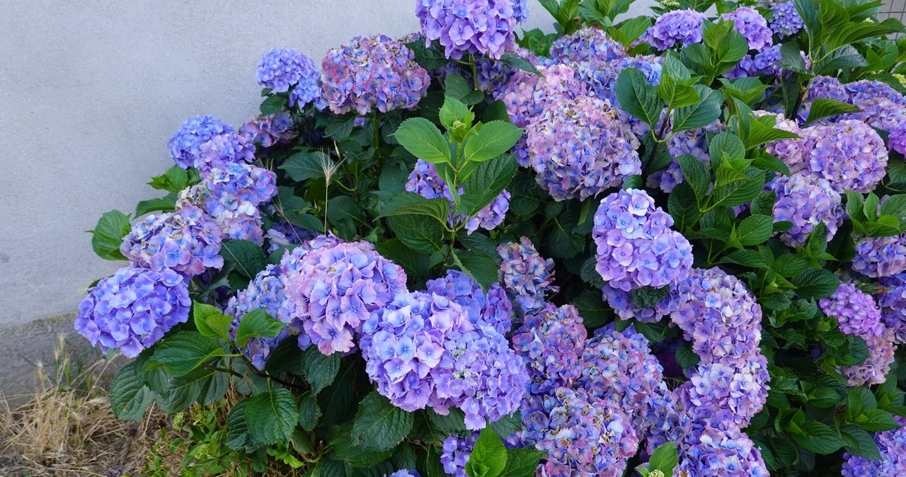 These flowers beat bouquet hydrangeas on their heads. All my neighbors envy them