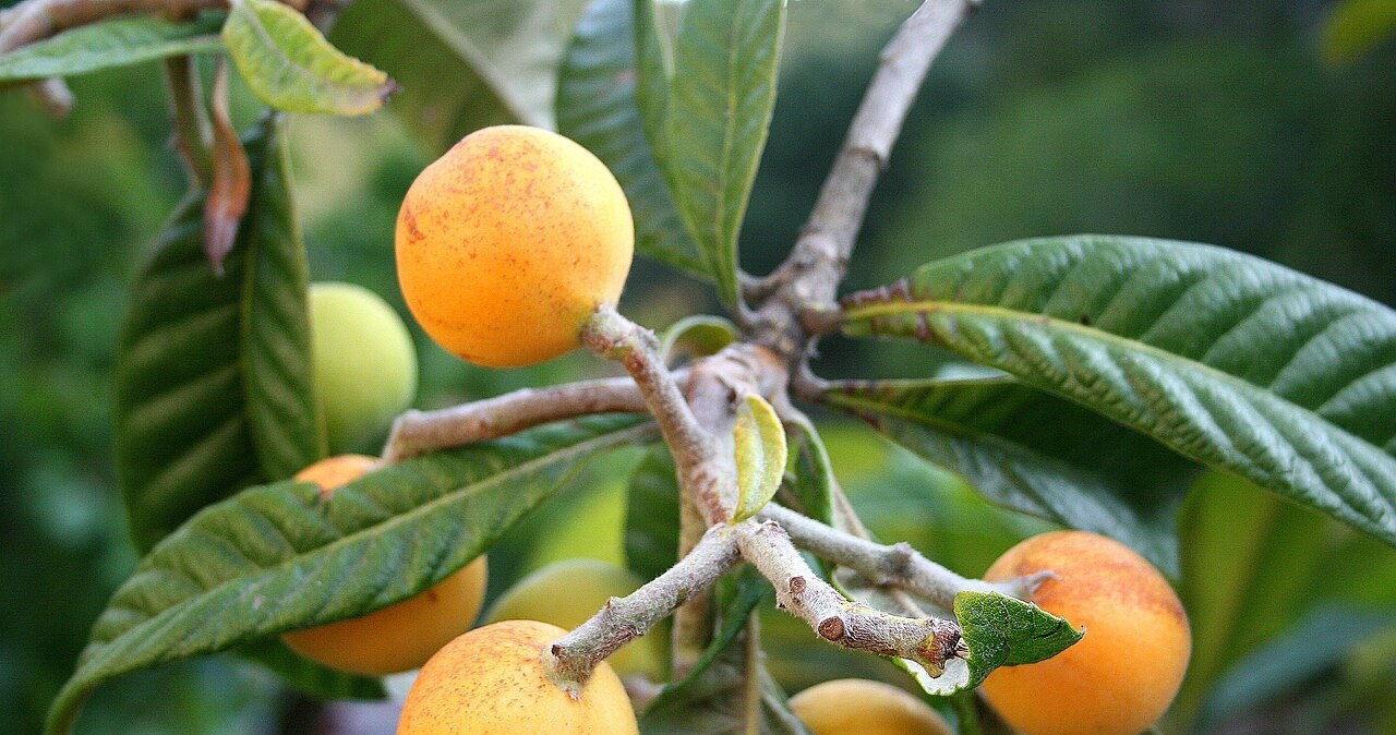 Poles do not know this healthy fruit. And it is tasty, supports the intestines and circulation