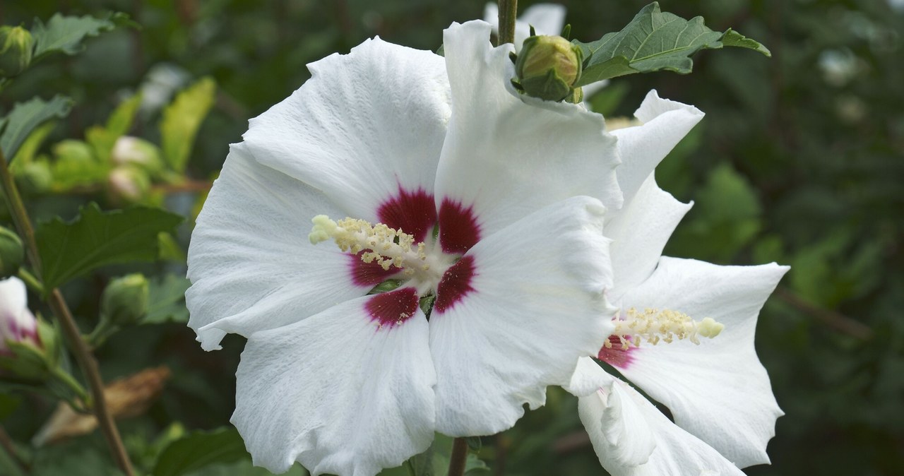 Instead of throwing away, mix with water and water hibiscus. They will bloom almost until November