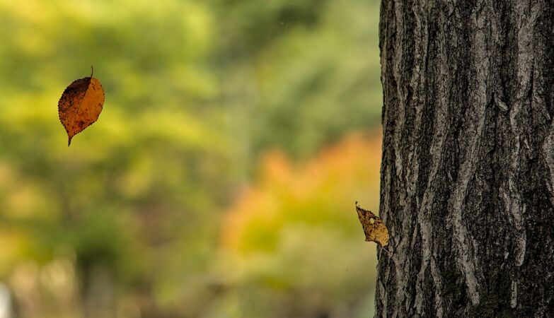 The leaves tell us how far they will fall from the tree