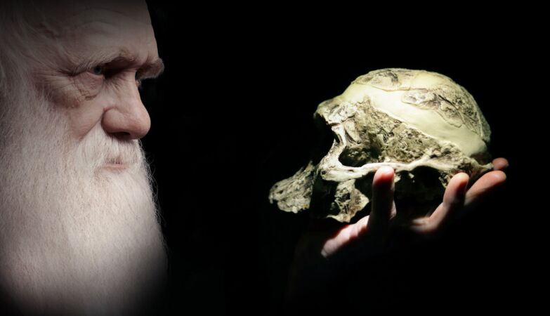 Evolution preached us a match: more intelligence, less defenses against cancer