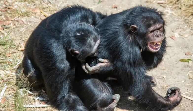 Chimpanzees started to put herbs in the tail and didn't want anything else