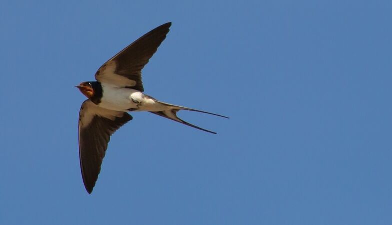 Lourinhã is the first municipality in the country to prevent works where there are swallows