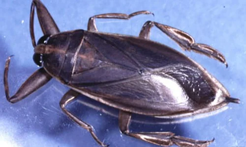 European warning for 'giant' insect that has invaded the beaches of the Mediterranean and can even reach Portugal