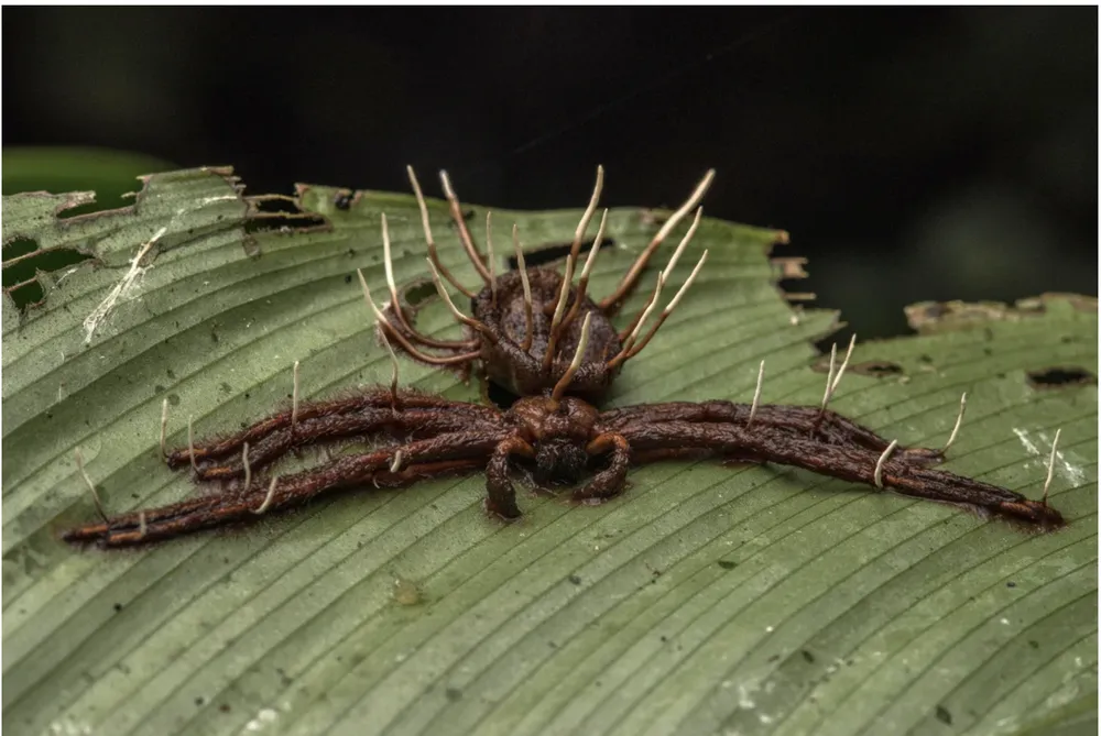 This ant with a mushroom in the head proves that a "Last of Us" fungus lived with dinosaurs
