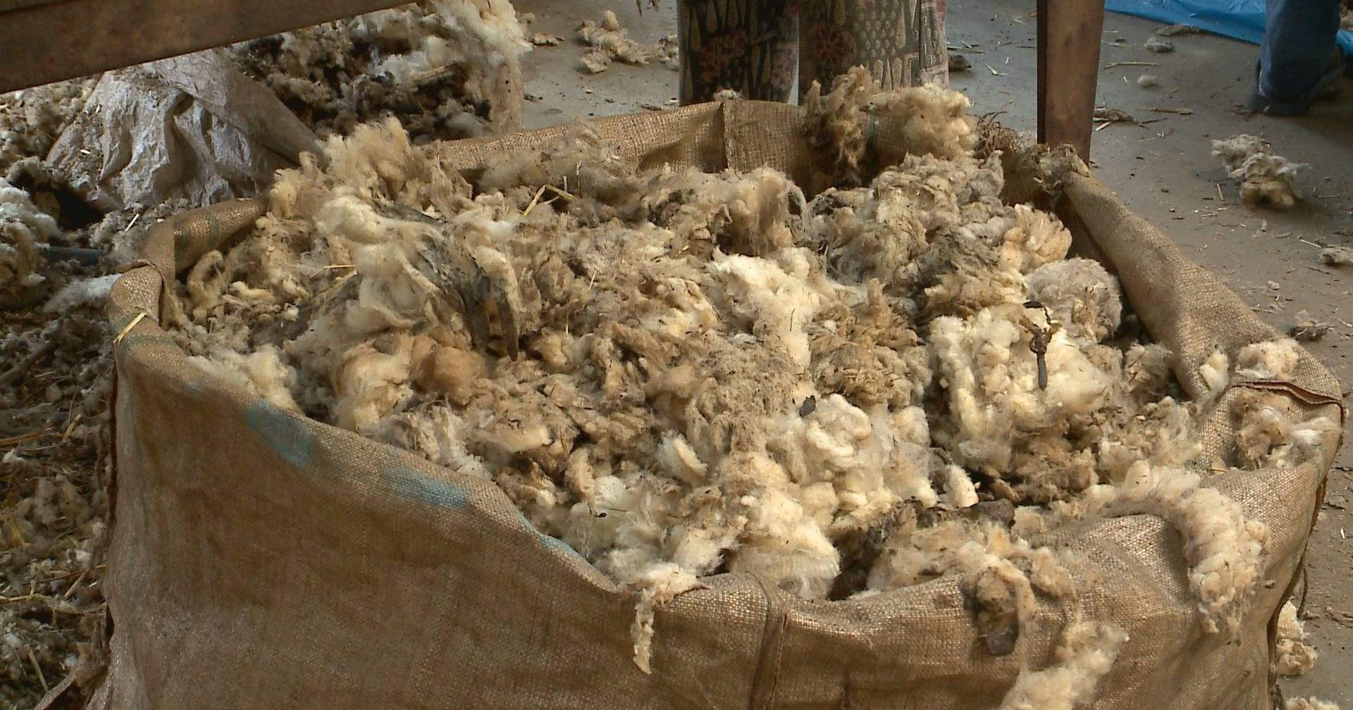 Last Wool Lavate Choppe threatens row of wool in Portugal