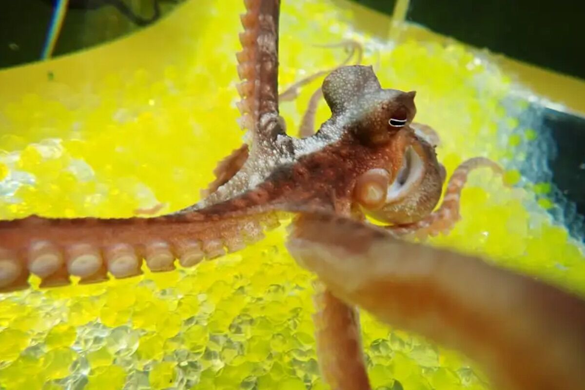 We fell like octopuses, in the illusion of the rubber hand