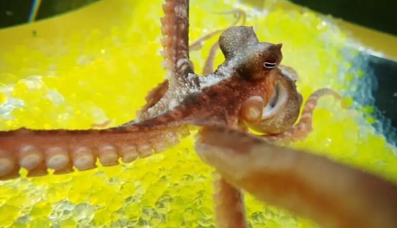 We fell like octopuses, in the illusion of the rubber hand