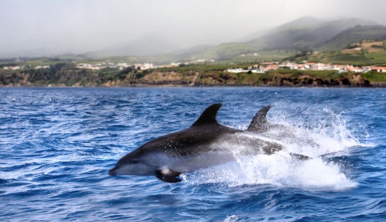 The Azores are at the Top-3 World of Wildlife Tourism