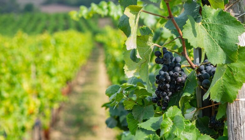 Perfect Storm: Here comes the “most black vintage ever” in Portugal