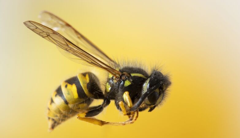 5 species of animals that are good mathematics