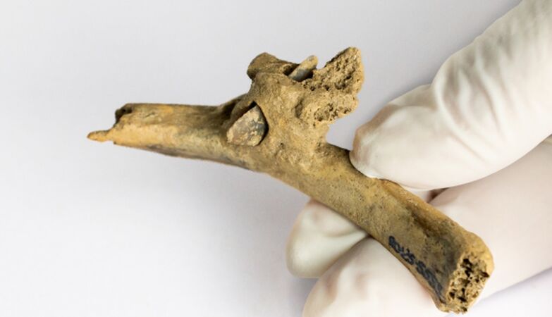 Rare Case of Survival: Discovery in Spanish Human Rib with Speed Arrow