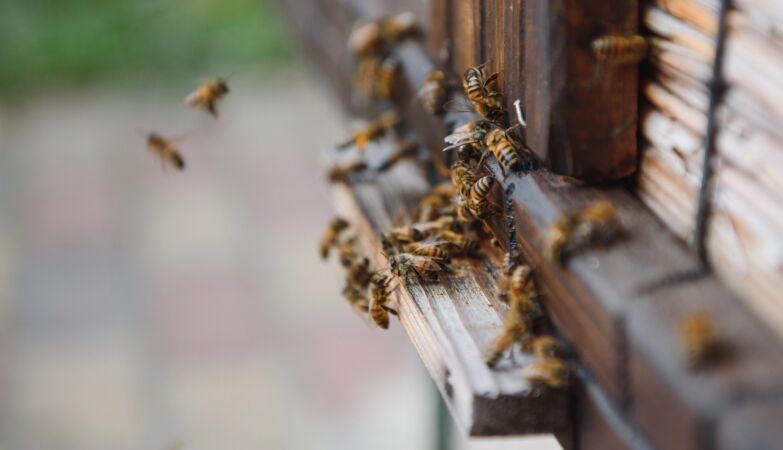 Three life -threatening people and 21 wounds after “surreal” attack of bee swarm