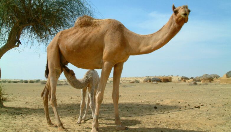 Camel milk can reduce the severity of asthma