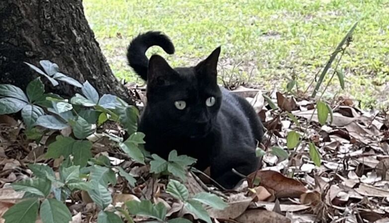 What's going on with this black cat? He again detected a new human virus