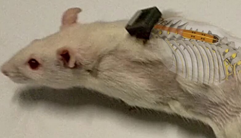 Hope for humans? Paralytic rats are walking again thanks to revolutionary implant