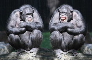 After all the “alpha male” is just a myth