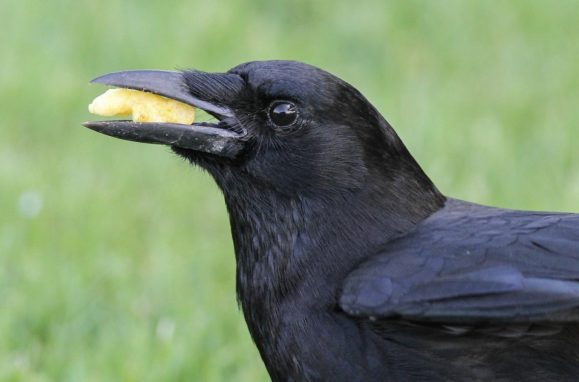 5 species of animals that are good mathematics